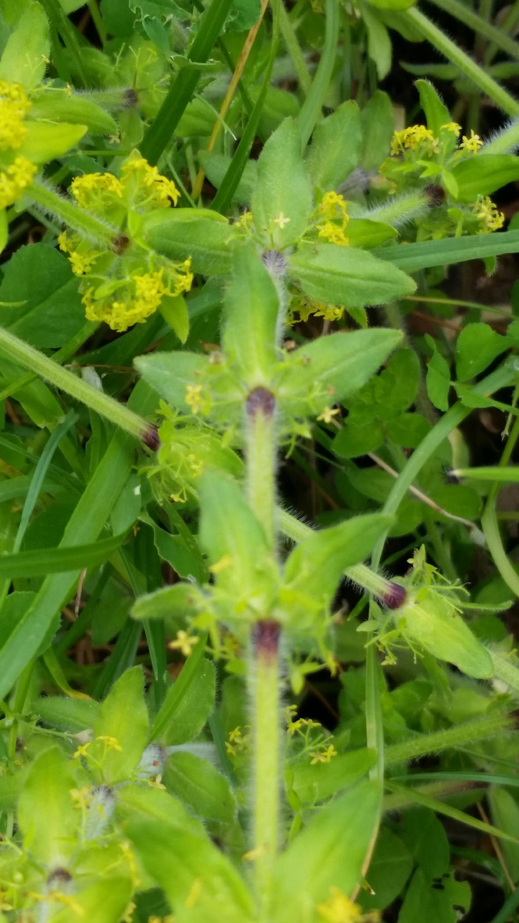 Cruciata laevipes (Rubiaceae)